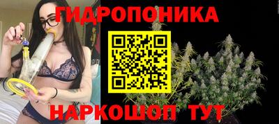 гидра Будённовск